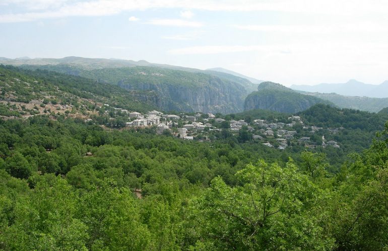 Monodendri